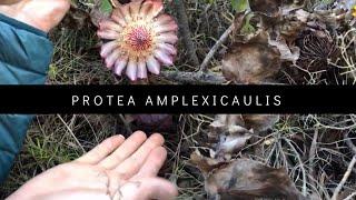 The shy Protea 【PROTEA AMPLEXICAULIS】