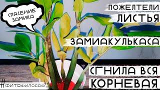 Спасение ЗАМИОКУЛЬКАСА. Гниют корни и клубни. Почему ЖЕЛТЕЮТ листья. Загнивание корневой системы