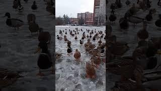 THE TOWNSPEOPLE ARE PERPLEXED There are wild ducks on the square where the pigeons were fed