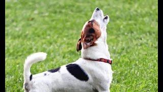 TOP 10 barking dogs video compilation 2019  most funny barking dogs