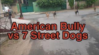 My American Bully Ronnie vs 7 Street Dogs