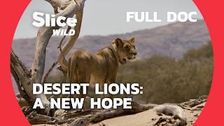 Restoring Namibia’s Wildlife Corridors The Return of the Desert Lion  SLICE WILD  FULL DOC