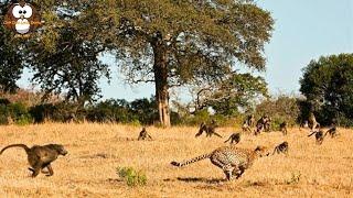 Macan Tutul Nekat Berburu Baboon di Atas Pohon Berhasilkah??