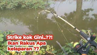 Rejeki  Ternyata spot ini Ikannya Banyak Mancing di Spot ini Strike Bertubi tubi