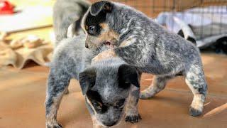 BLUE HEELER PUPPIES PLAYING Australian Cattle Dog Puppies