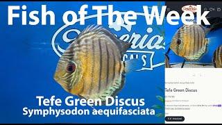 Tefe Green Discus  Symphysodon aequifasciata