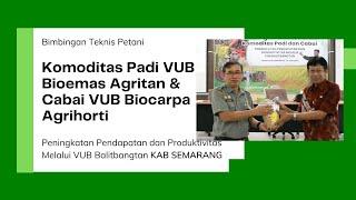 BIMTEK PADI VUB BIOEMAS AGRITAN & CABAI VUB BIOCARPA AGRIHORTI KAB SEMARANG