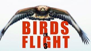 BIRDS IN FLIGHT 3