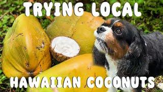 Trying Hawaiian Coconuts at Every Stage