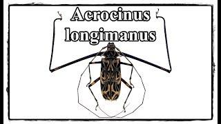 Acrocinus longimanus - Präparation  Mounting