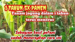 TANAM JAGUNG BISA 5X PANEN DALAM 1 TAHUN