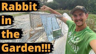 TRAPPING RABBITS in my GARDEN *humanely*