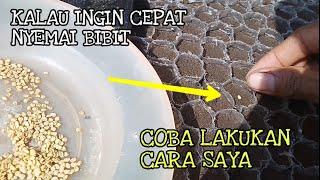 CARA CEPAT MENYEMAI BENIH CABE DALAM POLYBAG SKALA BESAR