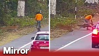 Cyclist attacked by wild leopard