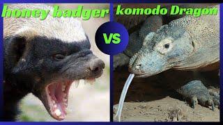 Honey badger  Vs Komodo dragon    clash of two titans #informationworld