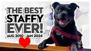 A Farewell To Ruby The BEST STAFFY To Ever Live