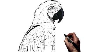 How To Draw A Parrot  Step By Step