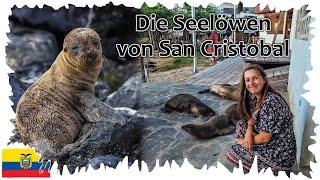 Hier leben Menschen und Tiere zusammen  •  Die Seelöwen von San Cristobal    Galapagos Reise 05