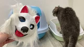 Funny cats see fox mask for the first time