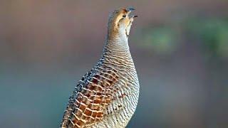 Grey francolin Francolinus pondicerianus sound   Call and song