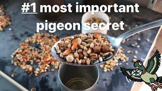 Belgian Racing Pigeons  Nr 1 Best Racing Pigeon Secret  How To Feed