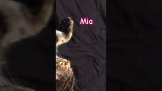 #cat #mia