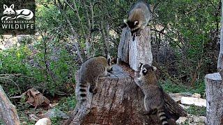 Raccoons everywhere  A swarm of youngsters