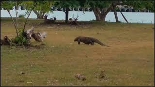 Komodo Dragon Chase a Deer Crazy Speed