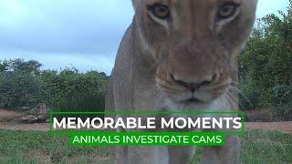 Animals Find The Live Cam  Memorable Moments