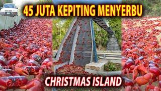 Christmas Island  Migrasi Kepiting Merah Yang Memenuhi Jalanan Dan Pemukiman.