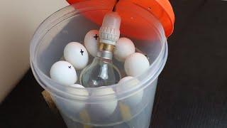 How to Make a Simple Egg Incubator at Home   DIY