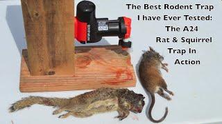 Shawn Woods Review A Rat & Squirrel Killing Machine. The CO2 Gas Powered A24 Trap In Action.