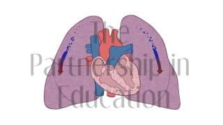 Blood Flow Animation  The Partnership in Education