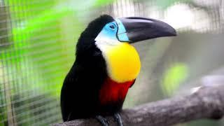 Toucan fun facts  Educational