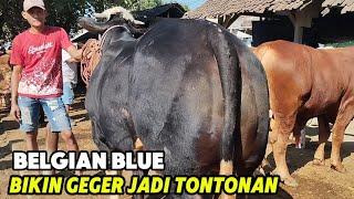 FULL SAPI SUPERBELGIAN BLUE BIKIN GEGER PASAR DAN SIMENTAL MALBORO TURUN BANYAK