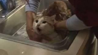 Lolas Cat Bath