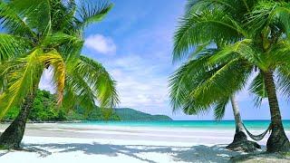 Tropical Beach White Noise for relaxation & Sleep   Distant Ocean Wave & Seabird Ambience