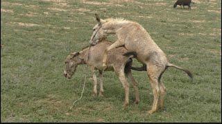 Part#2 Donkey and donkeys groom each other 2023