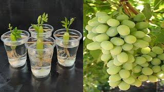 Simple method propagate grape tree with water growing grape tree at homeबढ़ता हुआ अंगूर का पेड़