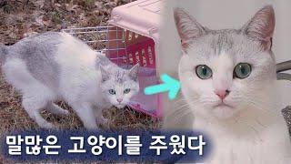 수다쟁이 고양이 구조부터 입양 몰아보기