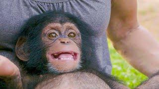 Poppy The Baby Chimp Has A Huge Smile  BBC Earth