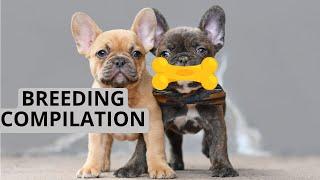 How To Breed French Bulldog Compilation