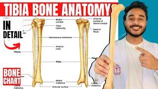 tibia bone anatomy 3d  anatomy of tibia bone attachments anatomy  bones of lower limb anatomy
