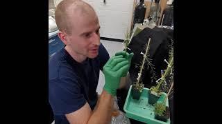How to cross Arabidopsis thaliana