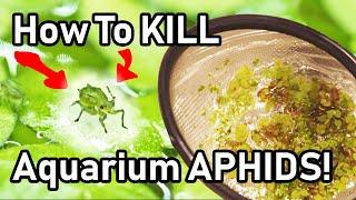 How To Kill Aphids On Your Floating Aquarium Plants
