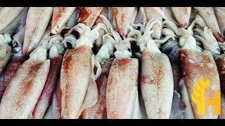 Cuttlefish prices latest global prices today - 20222023