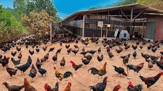 350 Days of Caring for Millions of Chickens from Birth to Adulthood - Poultry Farming