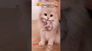 Cutest cat switching her little soooo cute kitty kitty meowing meowing #short #viral #trending