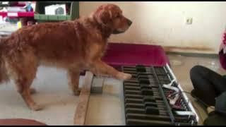 cane suona il pianoforte seguendo il suo padrone