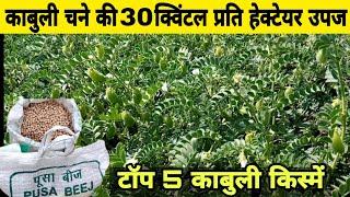 काबुली चने की टॉप 5 किस्में  Kabuli chane ki kheti  Dollar harbara  Kabuli chana ki kheti  हरभरा